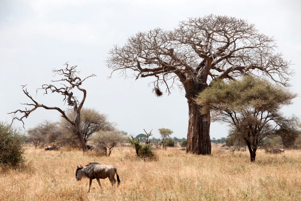 Tarangire National Park