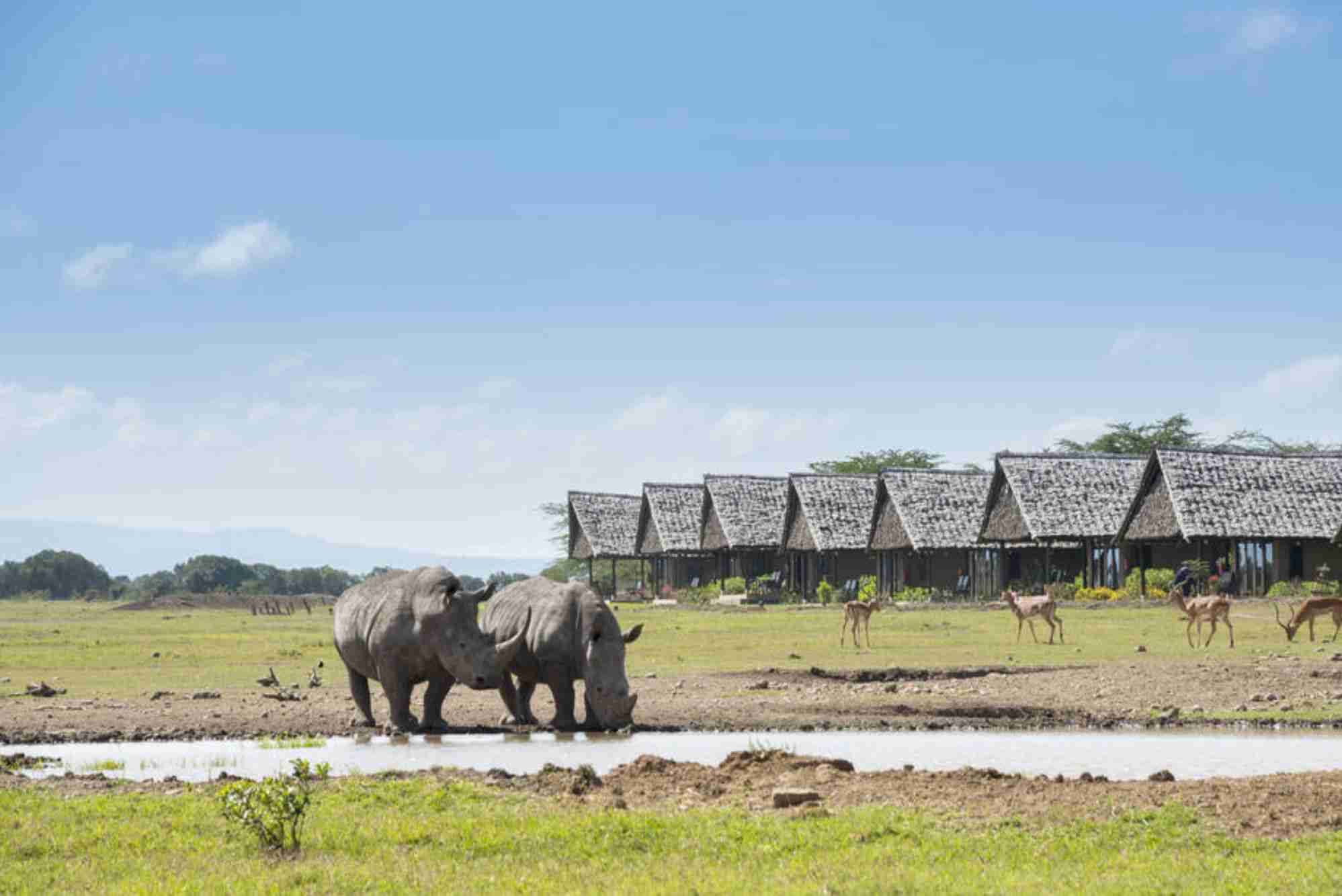 Sweetwaters Serena Camp Waterhole Rhinos
