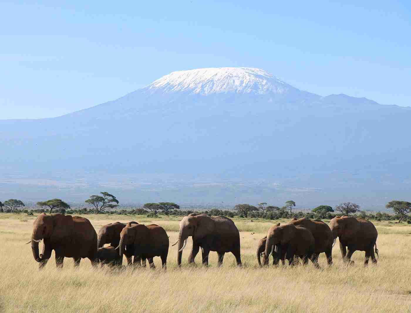 Elephants in Amboseli with Mt. Kilimanjaro in background