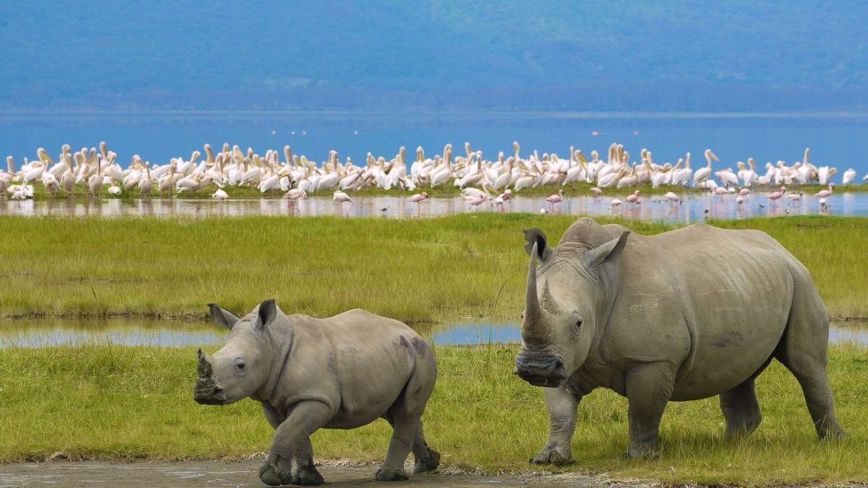 Rhino in Lake Nakuru National Park with Flamingos