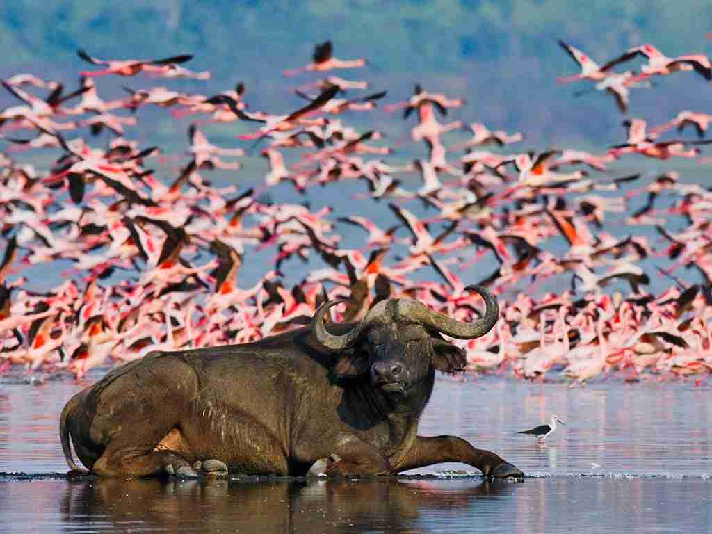 Buffalo on Lake Nakuru National Park with Flamingos