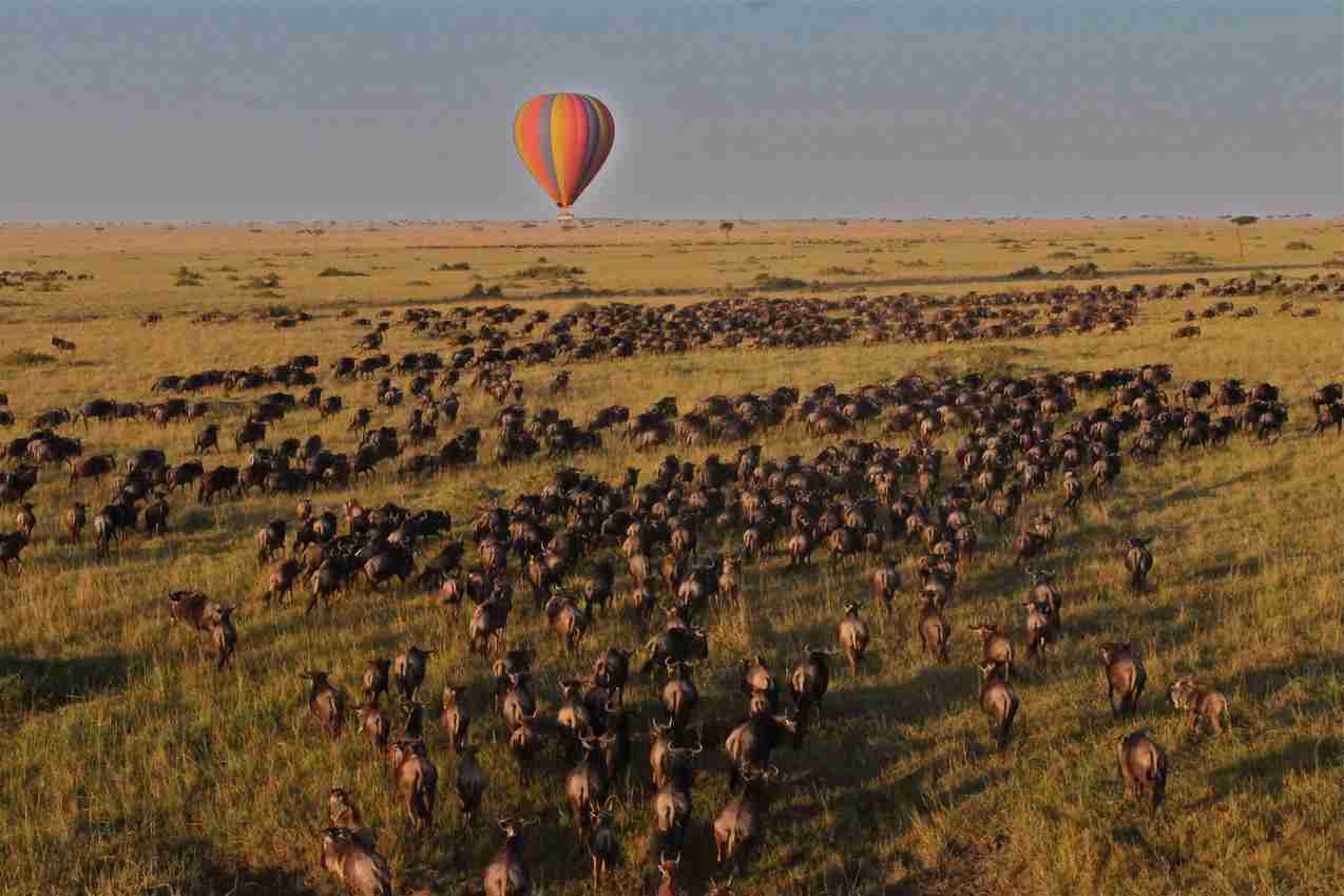 Hot Air Balloon over a herd of wildebeest, image by Tom Harding