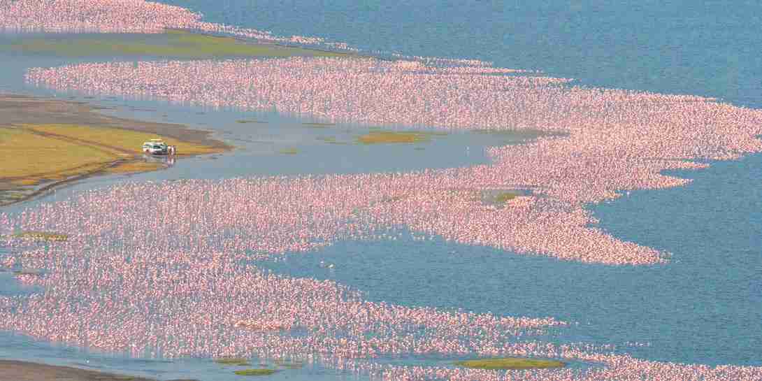 Lake Elmentaita Flamingos