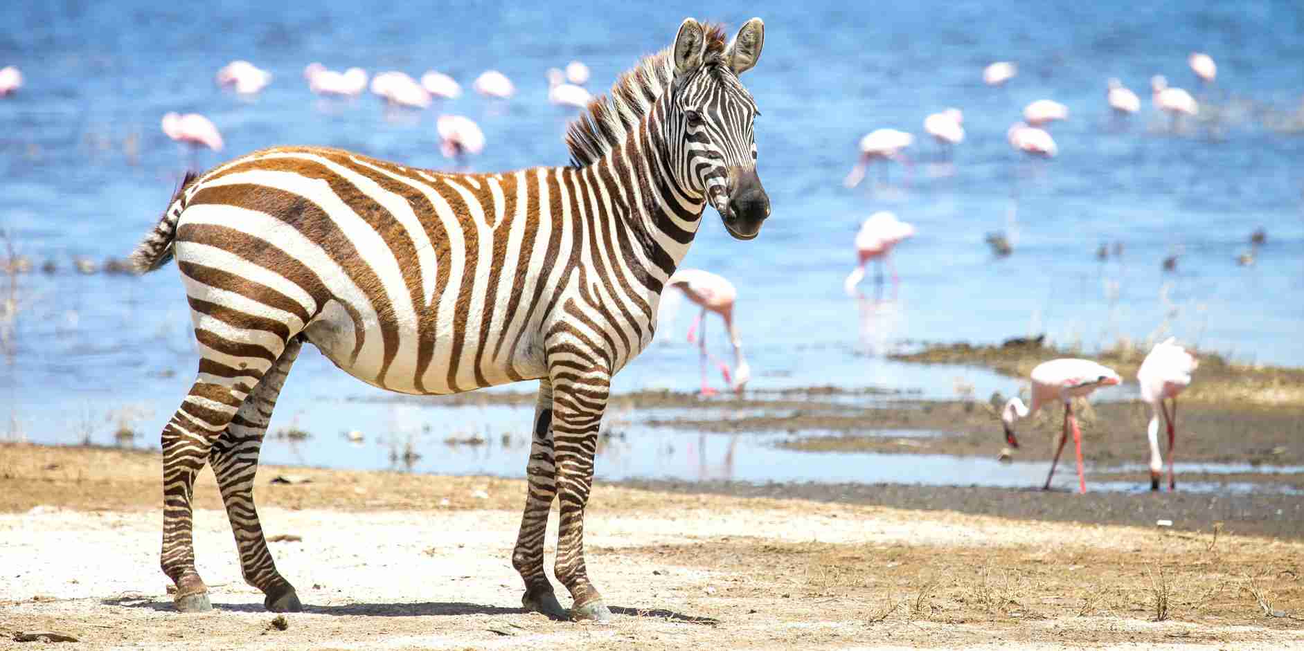 Flamingos on Lake Nakuru National Park with Zebra