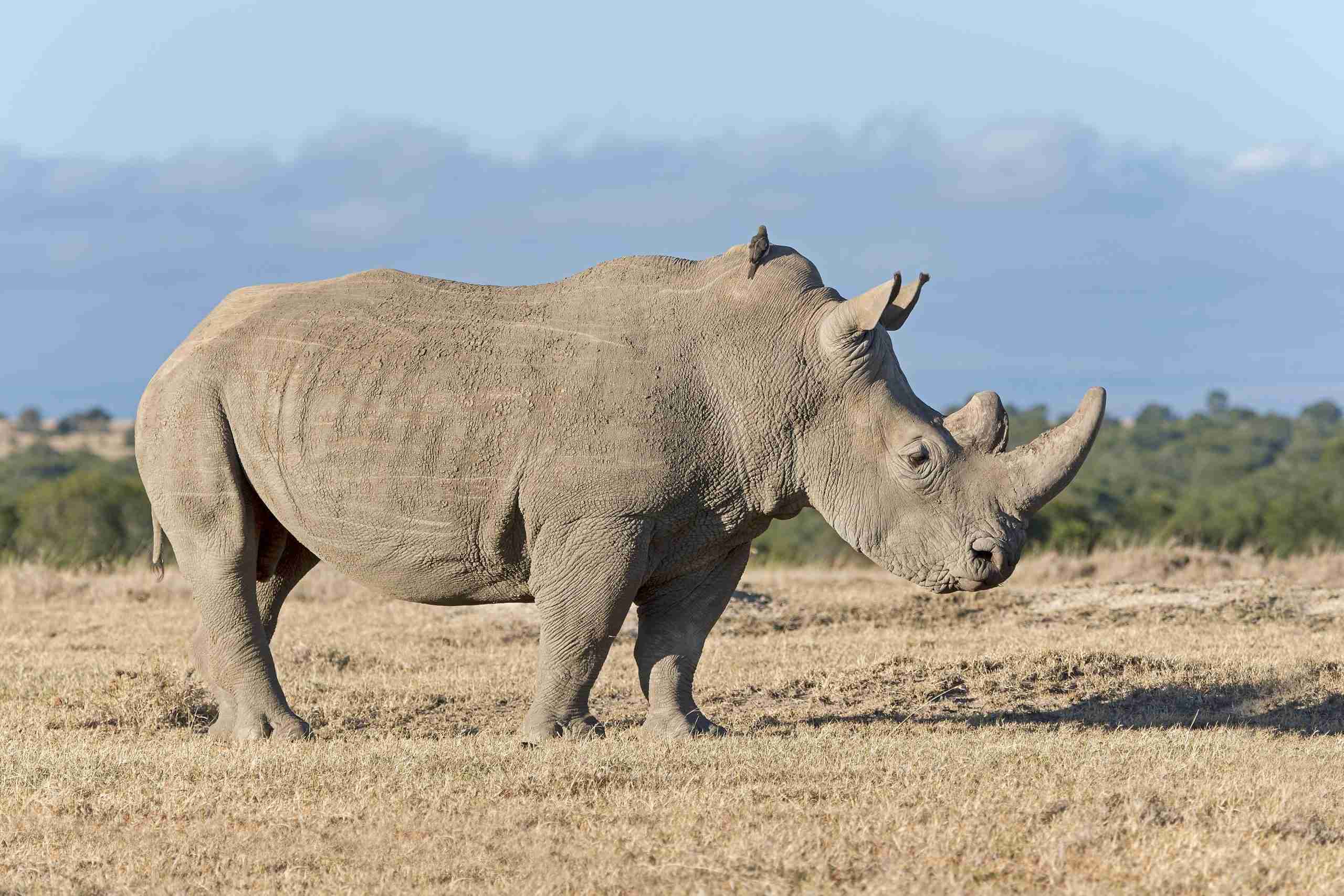 Ol Pejeta Conservancy with Mt. Kenya in Background
