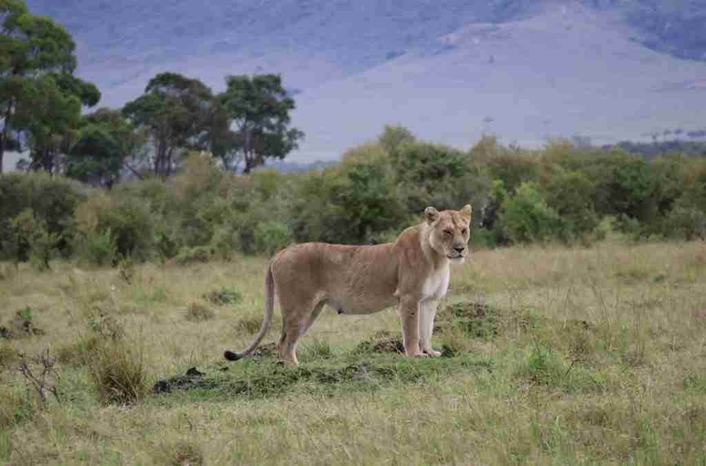 Lioness in the Mara Triangle in November