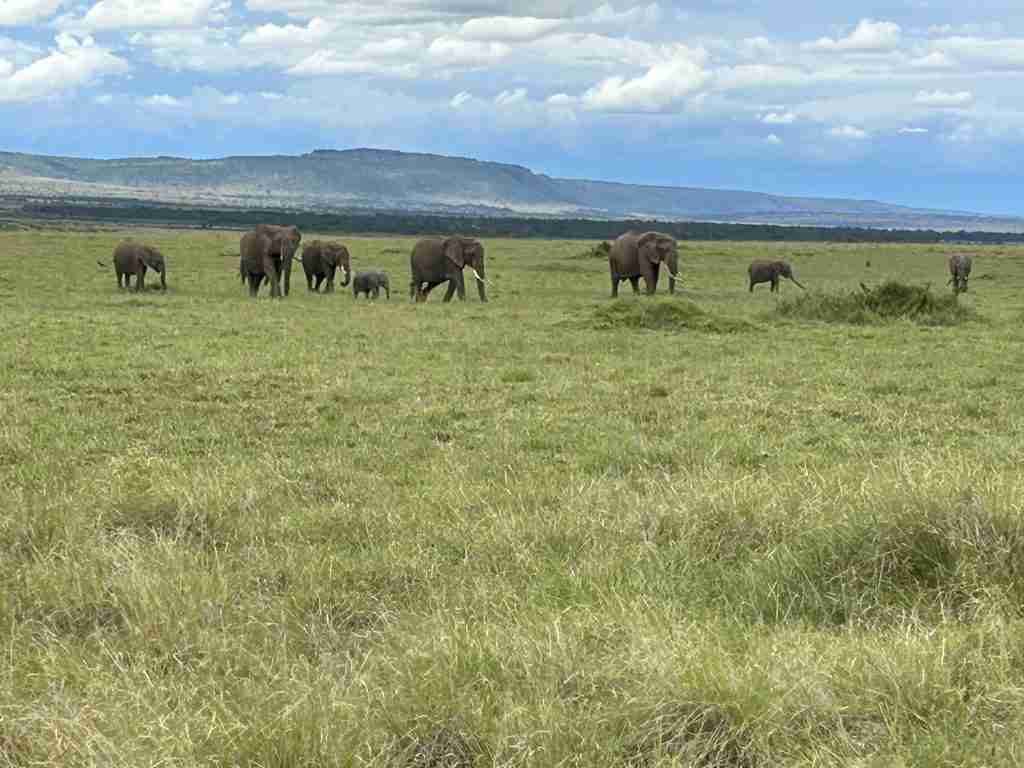 Elephants in Masai Mara in the Green Season