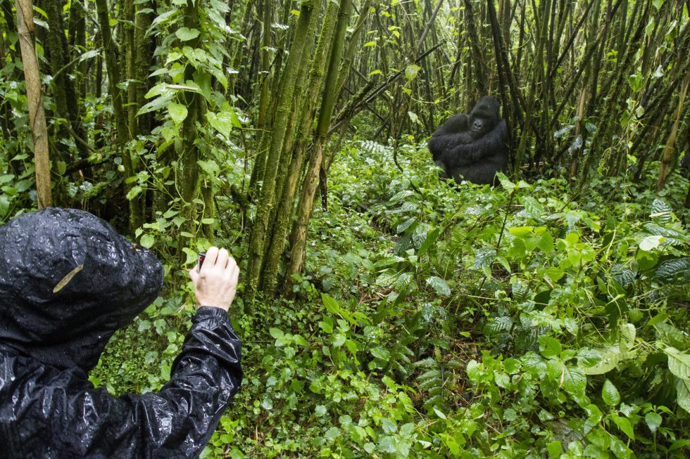 Gorilla Trekking in Volcanoes National Park