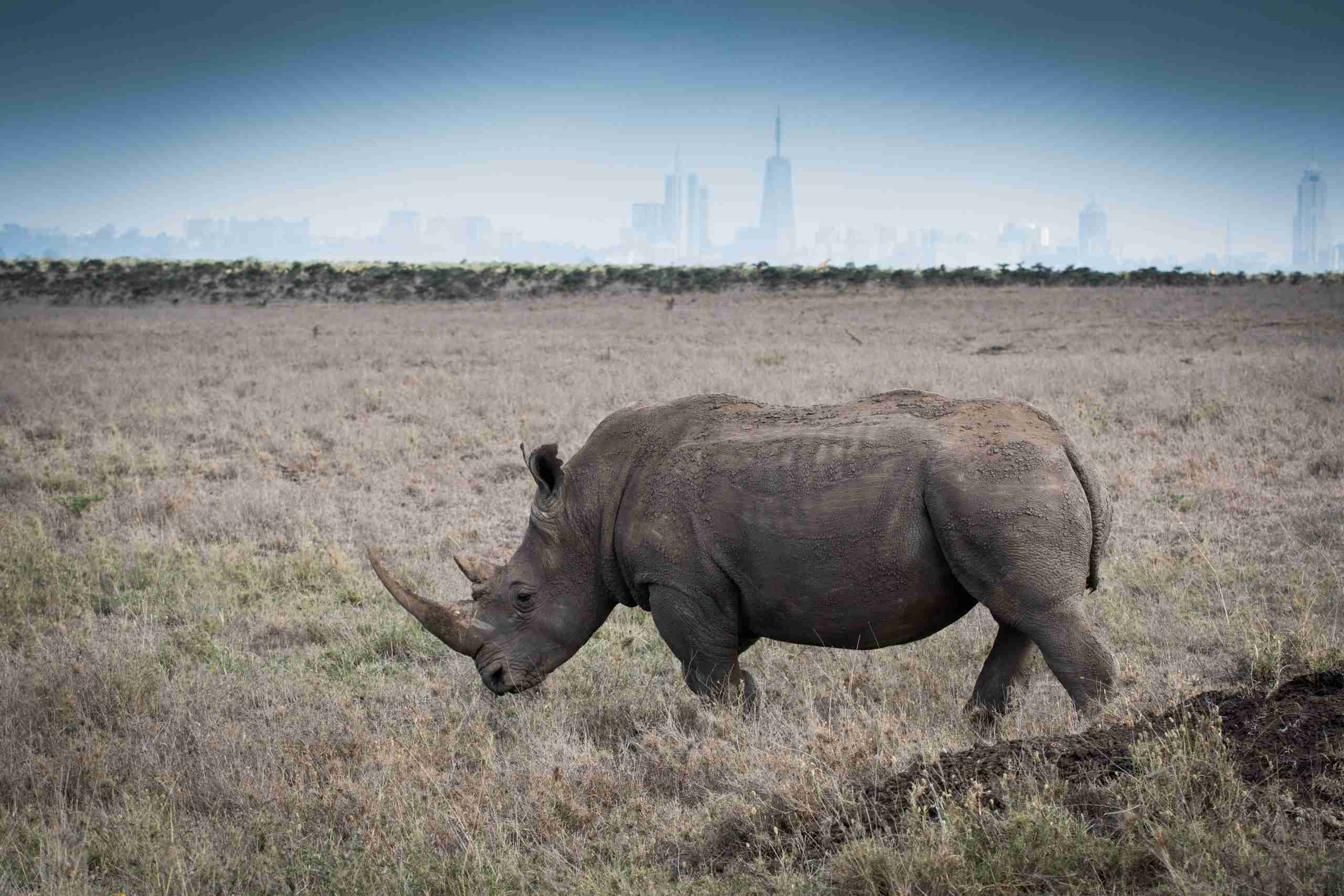 Rhino Nairobi National park