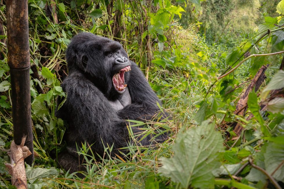 Gorilla in Volcanoes National Park