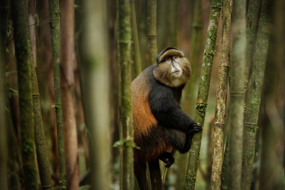 Golden Monkey trekking Rwanda
