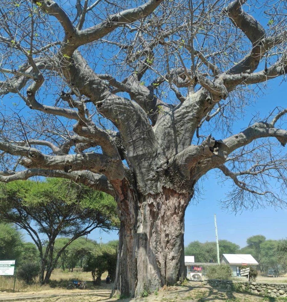 Tarangire National park Baobab tree