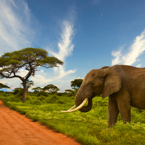 Elephant Tsavo National Park