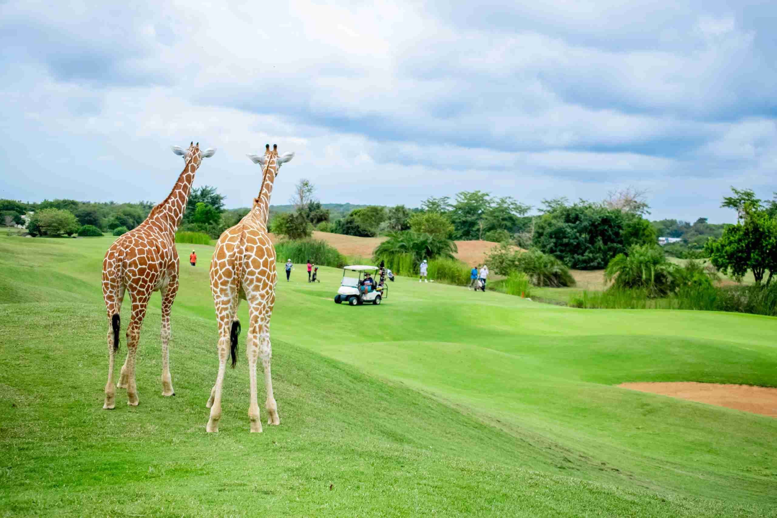 Vipingo Ridge Golf Resort